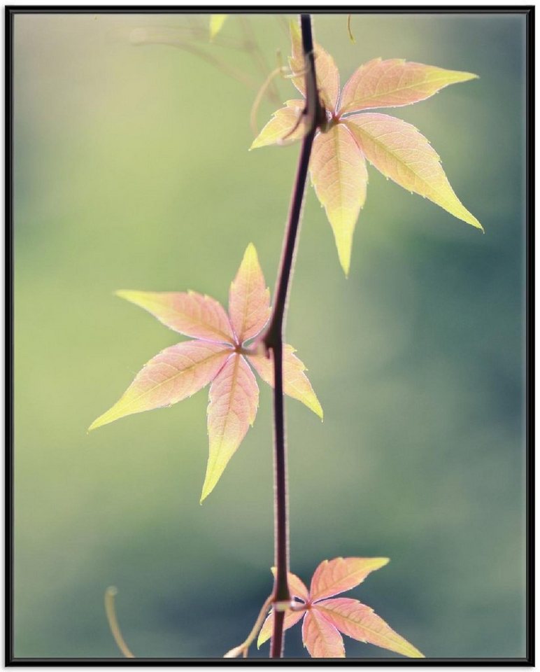 Wallario Poster, Herbstblume, in verschiedenen Ausführungen Wallario Poster, Herbstblume, in verschiedenen Ausführungen von Wallario