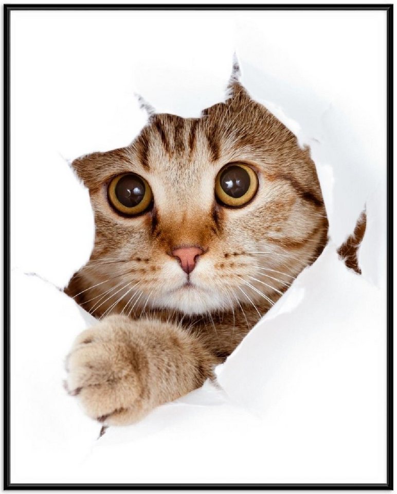 Wallario Poster, Katze mit Blick nach vorn, in verschiedenen Ausführungen von Wallario