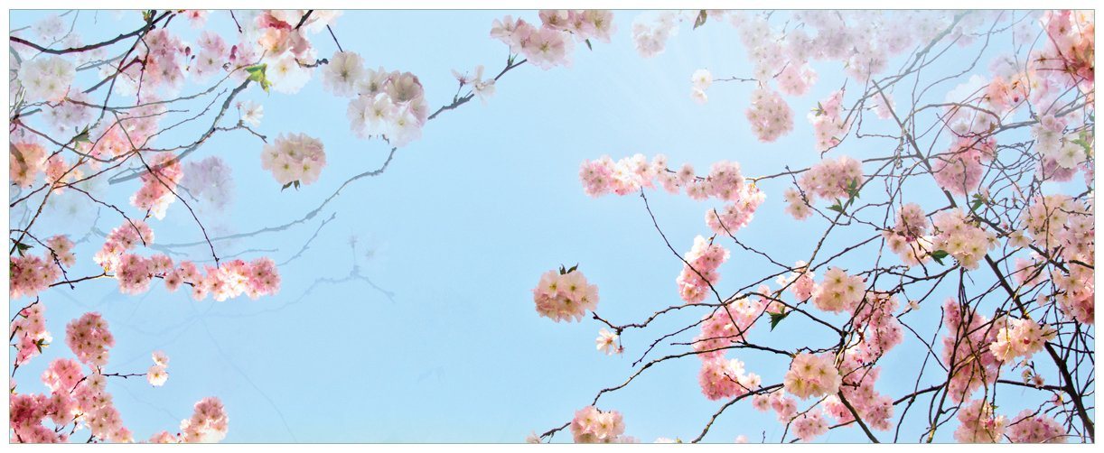 Wallario Poster, Kirschblütenzweige und grüne Wiese- Frühling, in verschiedenen Ausführungen von Wallario