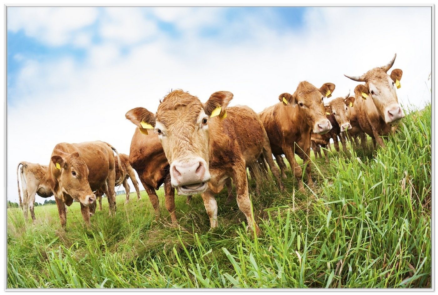 Wallario Poster, Kühe im Sommer auf der Weide, in verschiedenen Ausführungen von Wallario