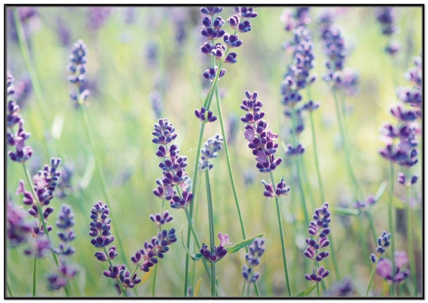 Wallario Poster, Lila Blumenfreude - Violette Pflanzen auf der Wiese, in verschiedenen Ausführungen von Wallario