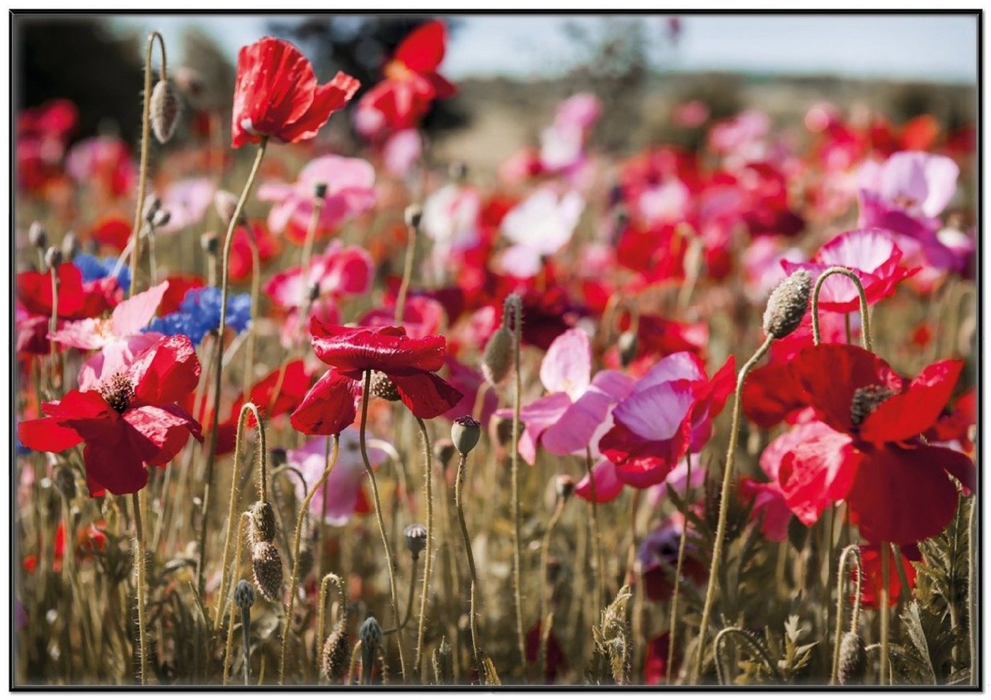 Wallario Poster, Mohnblumen am Rande eines Feldes, in verschiedenen Ausführungen von Wallario