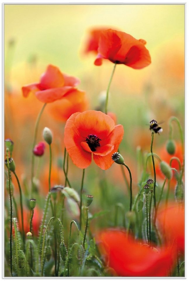 Wallario Poster, Mohnblumenblüten, in verschiedenen Ausführungen Wallario Poster, Mohnblumenblüten, in verschiedenen Ausführungen von Wallario