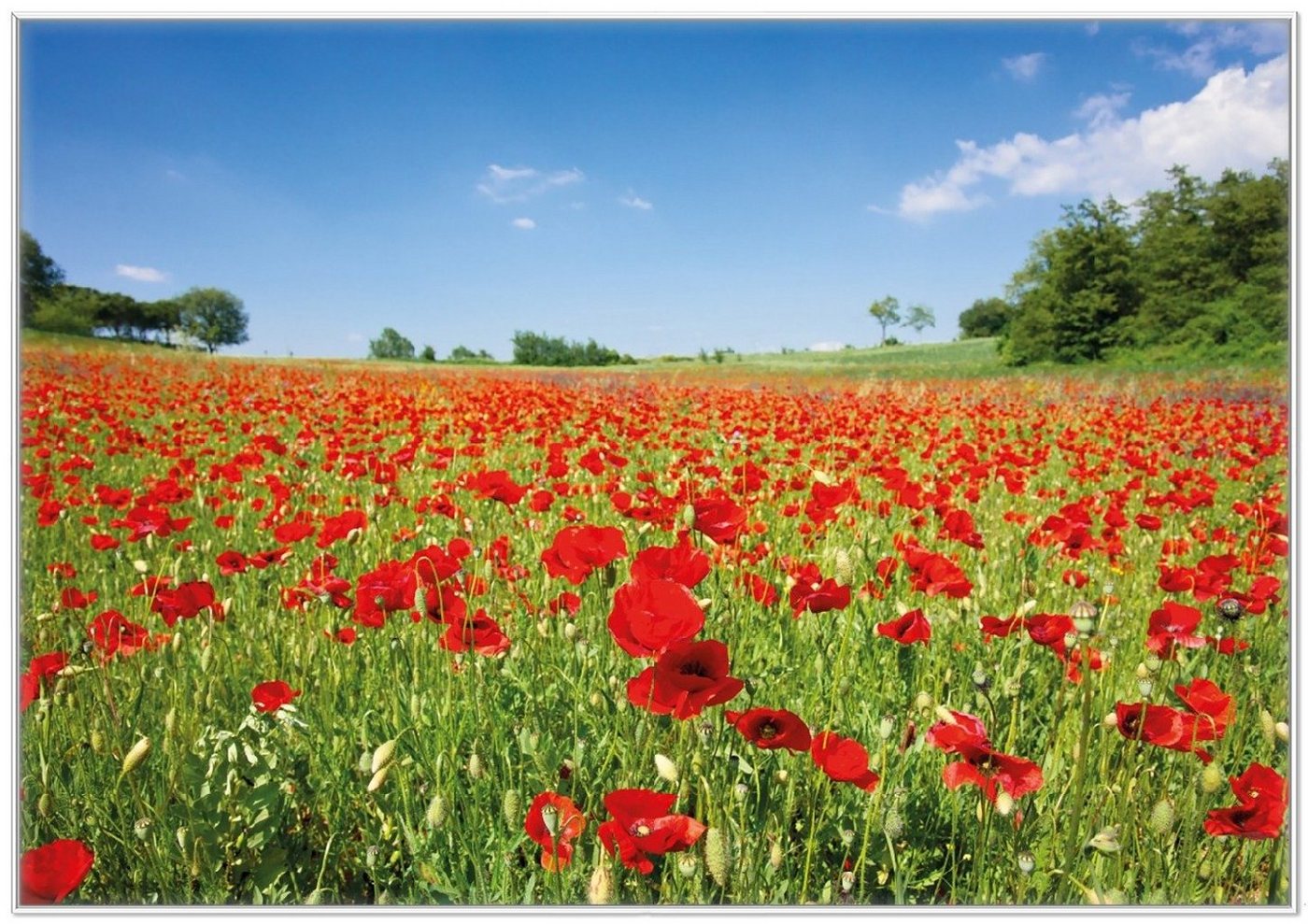 Wallario Poster, Mohnblumenfeld- rote Blumen unter blauem Himmel, in verschiedenen Ausführungen von Wallario