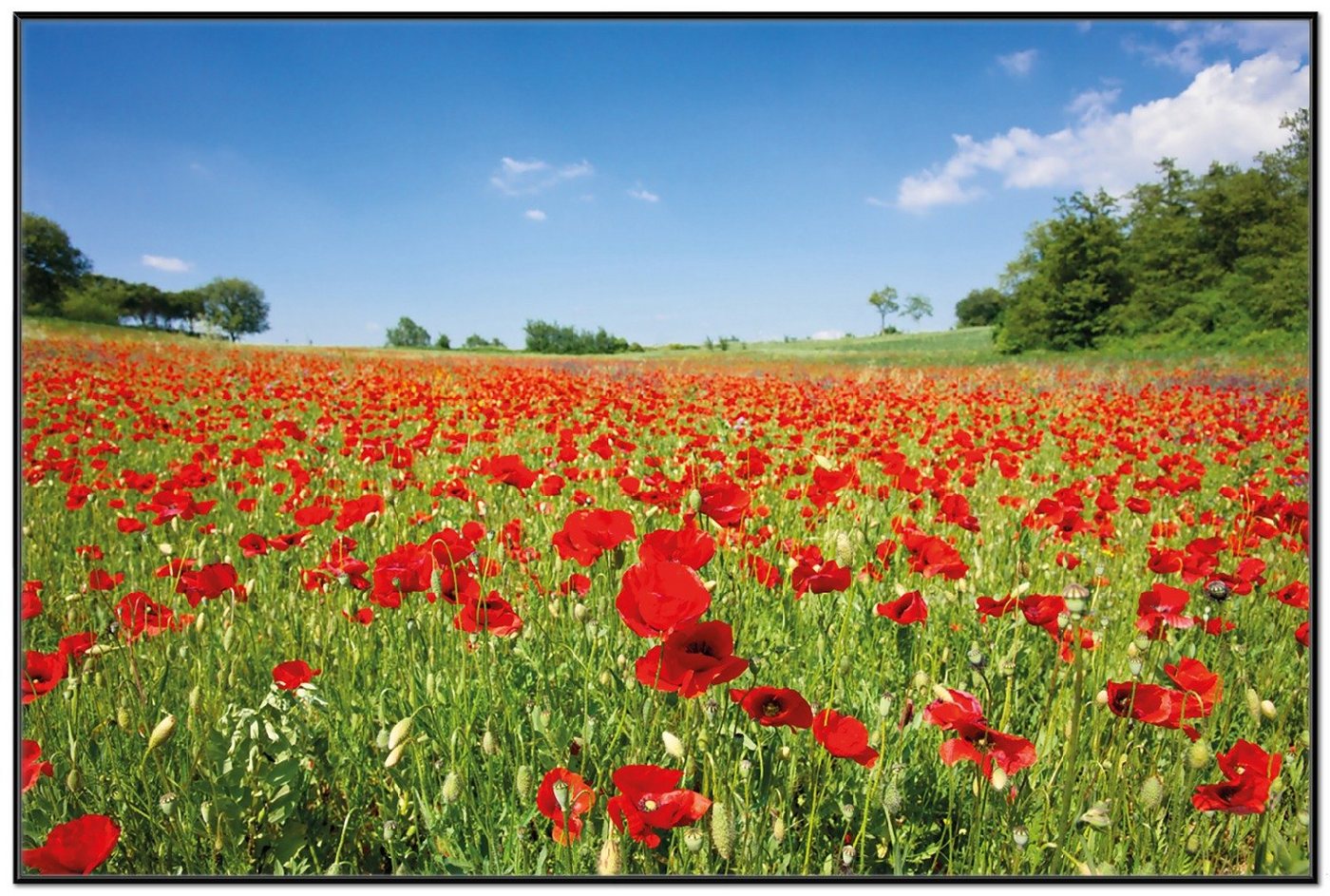 Wallario Poster, Mohnblumenfeld- rote Blumen unter blauem Himmel, in verschiedenen Ausführungen von Wallario