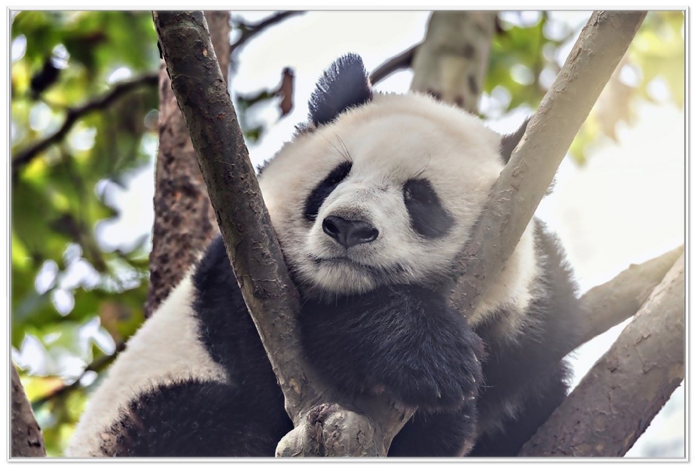 Wallario Poster, Schlafender Panda in einem Baum, in verschiedenen Ausführungen von Wallario