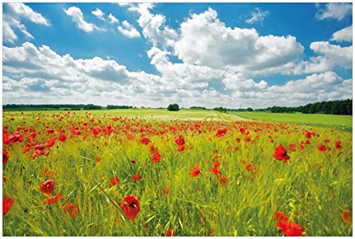 Wallario Poster - Grüne Wiese mit Mohnblumen in Premiumqualität, Größe: 61 x 91,5 cm (Maxiposter) von Wallario