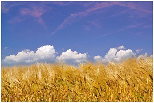 Wallario Poster - Kornfeld unter blauem Himmel in Premiumqualität, Größe: 100 x 150 cm XXL-Poster Wallario Poster - Kornfeld unter blauem Himmel in Premiumqualität, Größe: 100 x 150 cm XXL-Poster von Wallario