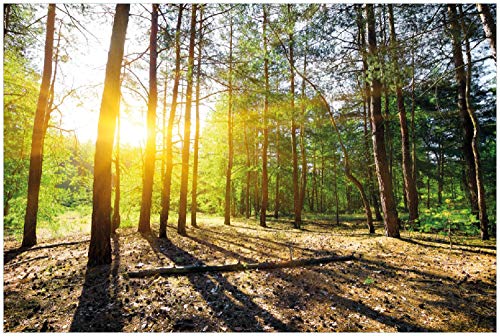 Wallario Poster - Sonnenstrahlen tief hinter dem Wald in Premiumqualität, Größe: 100 x 150 cm XXL-Poster Wallario Poster - Sonnenstrahlen tief hinter dem Wald in Premiumqualität, Größe: 100 x 150 cm XXL-Poster von Wallario