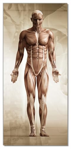 Wallario Selbstklebende Türtapete Anatomie Mensch II - Türposter 93 x 205 cm Abwischbar, rückstandsfrei zu entfernen von Wallario