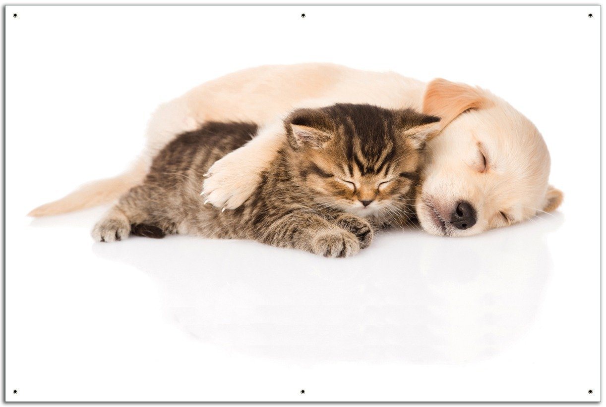 Wallario Sichtschutzzaunmatten Katze und Hund in Harmonie - Kuschelnde Tiere von Wallario