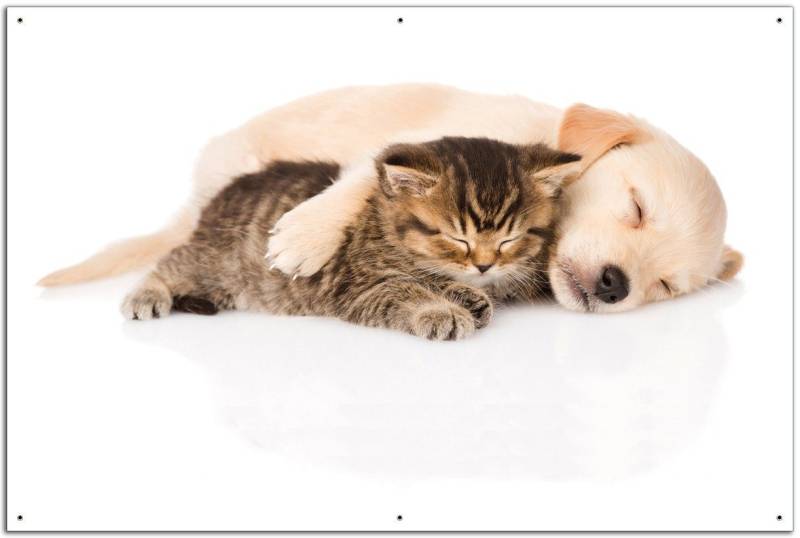 Wallario Sichtschutzzaunmatten Katze und Hund in Harmonie - Kuschelnde Tiere von Wallario