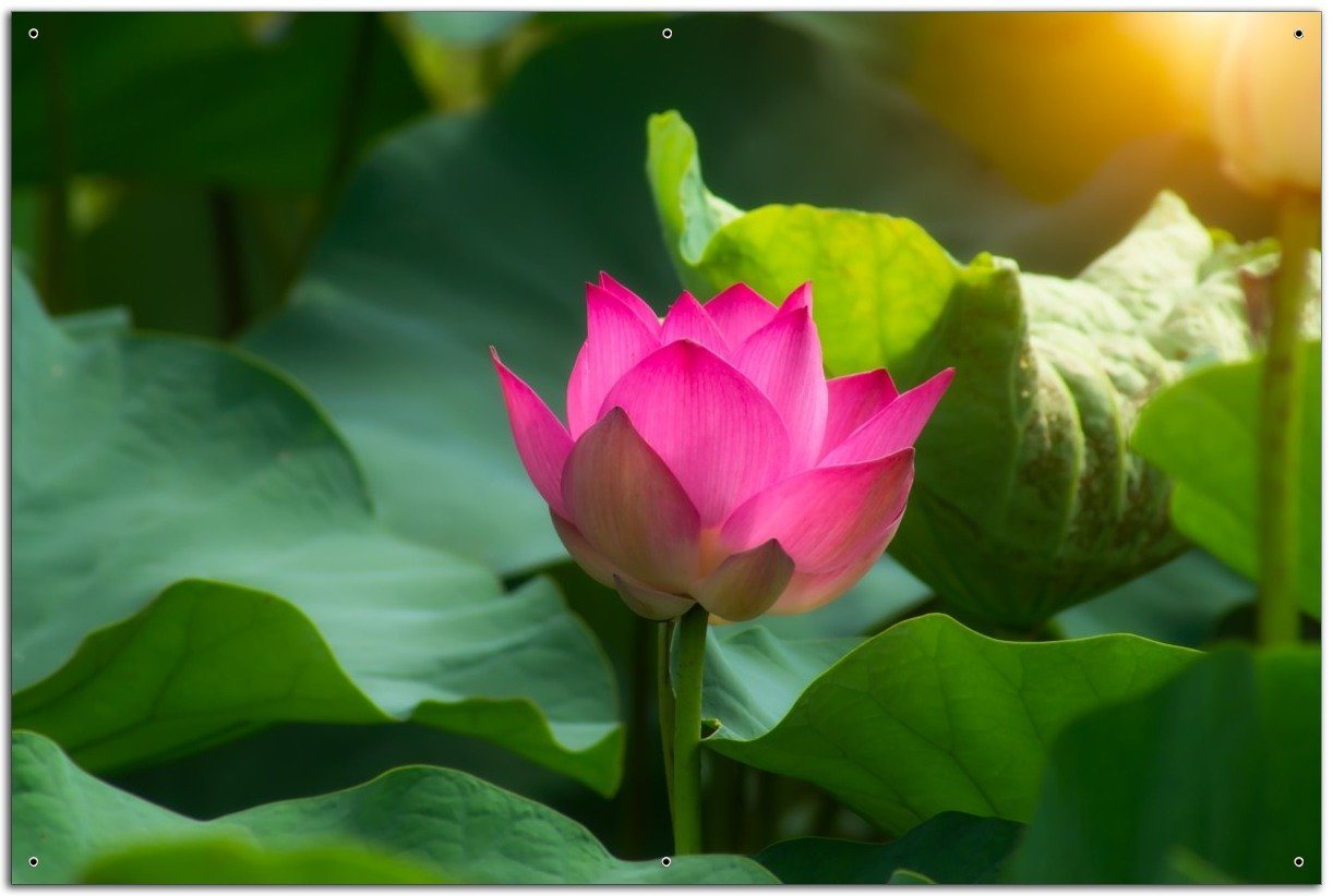 Wallario Sichtschutzzaunmatten Pinke Lotosblüte im Sonnenschein von Wallario