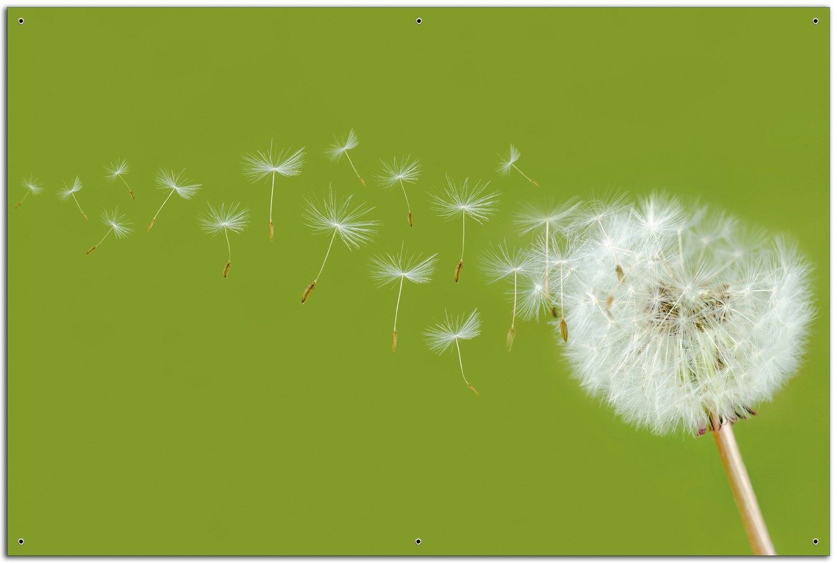Wallario Sichtschutzzaunmatten Pusteblume auf der Wiese mit fliegenden Samen von Wallario