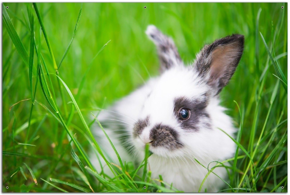 Wallario Sichtschutzzaunmatten Süßer Hase im grünen Gras von Wallario