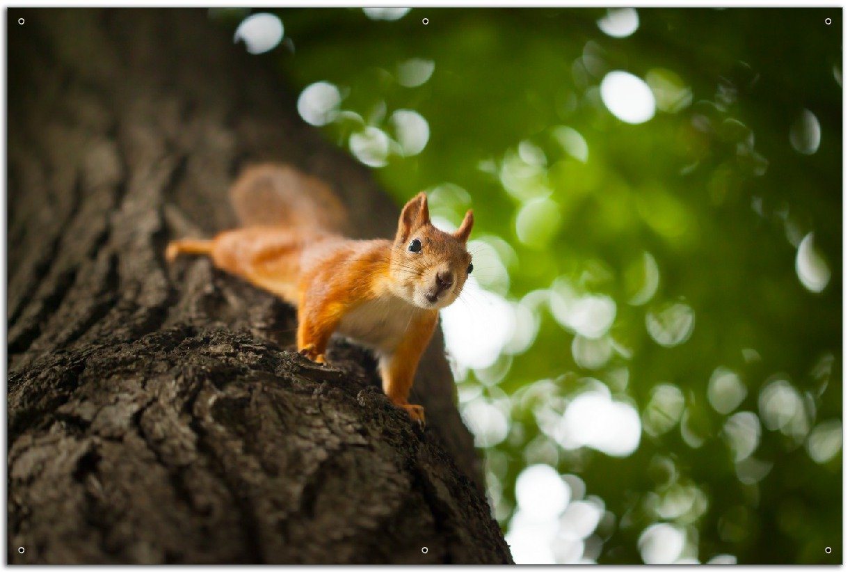 Wallario Sichtschutzzaunmatten Süßes neugieries Eichhörnchen an einem Baum von Wallario