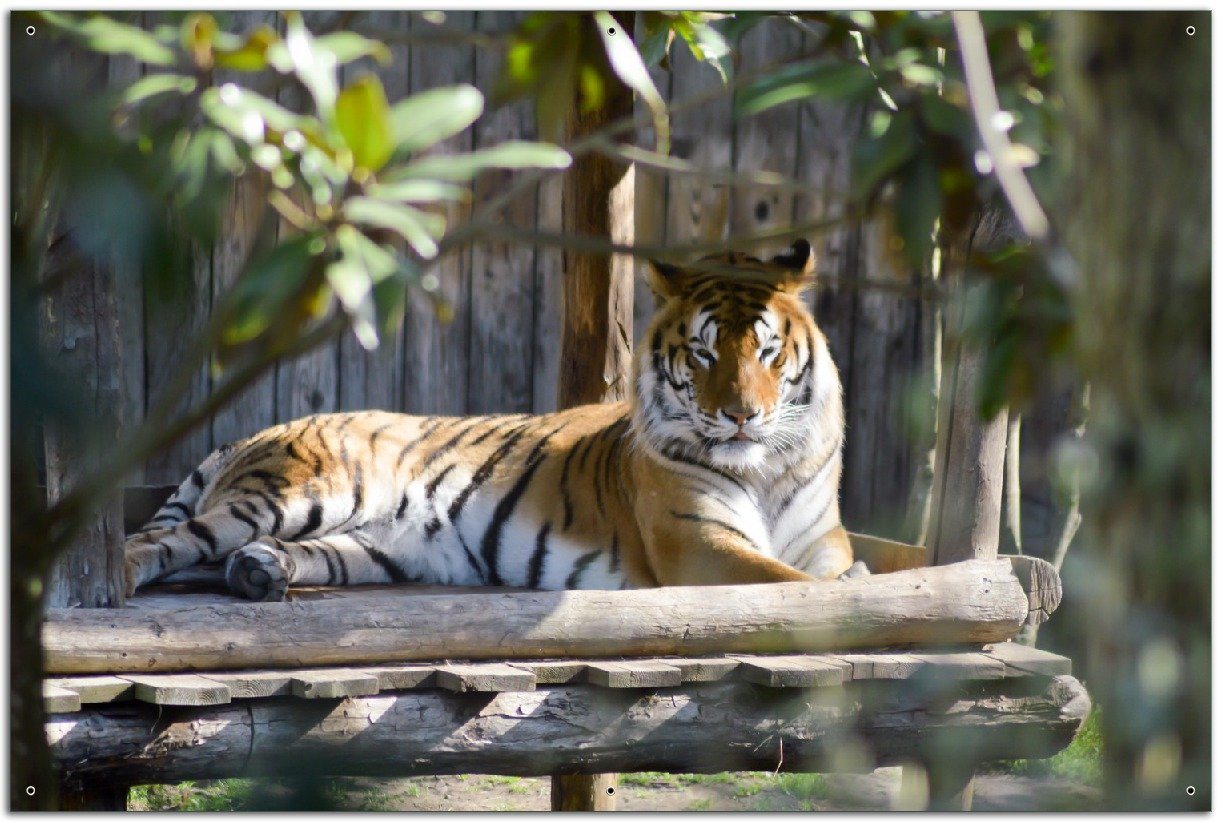 Wallario Sichtschutzzaunmatten Tiger im Sonnenschein von Wallario