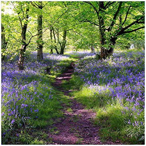 Wallario Sticker/Aufkleber für Kühlschrank/Geschirrspüler/Küchenschränke, Selbstklebende Folie - 60 x 60 cm, Motiv: Blaues Hasenglöckchen im Wald von Wallario