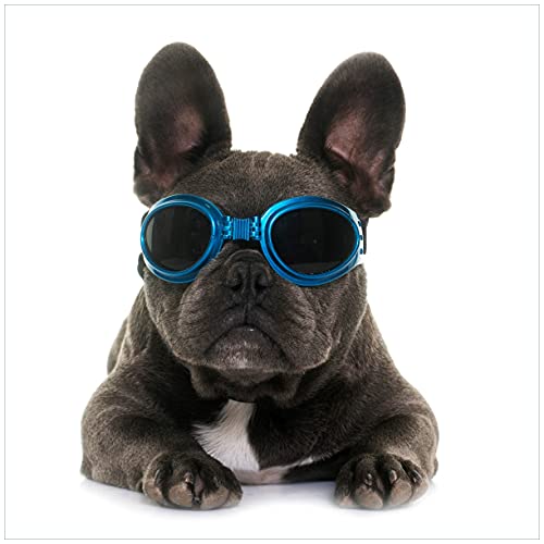 Wallario Sticker/Aufkleber für Kühlschrank/Geschirrspüler/Küchenschränke, Selbstklebende Folie - 60 x 60 cm, Motiv: Cooler Hund mit Sonnenbrille in blau - Französische Bulldogge von Wallario