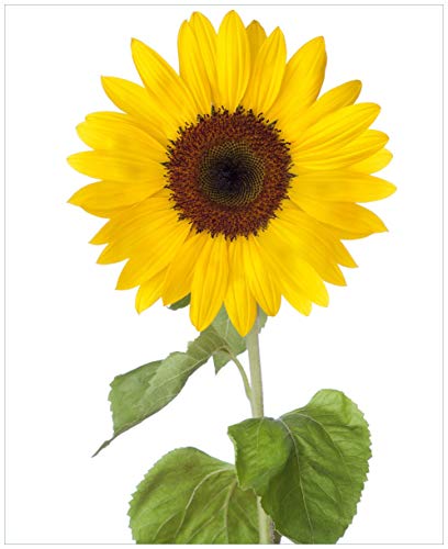 Wallario Sticker/Aufkleber für Kühlschrank/Geschirrspüler/Küchenschränke, Selbstklebende Folie - 65 x 80 cm, Motiv: Sonnenblume von Wallario