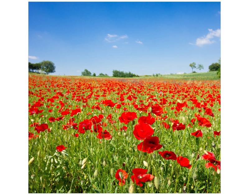 Wallario Tischplatte Mohnblumenfeld- rote Blumen unter blauem Himmel (1 St), für Ikea Lack Tisch geeignet von Wallario