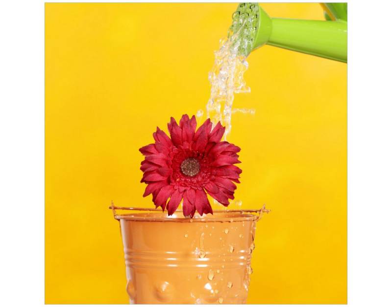 Wallario Tischplatte Rote Blüte im Blumentopf - frisch begossen (1 St), für Ikea Lack Tisch geeignet von Wallario