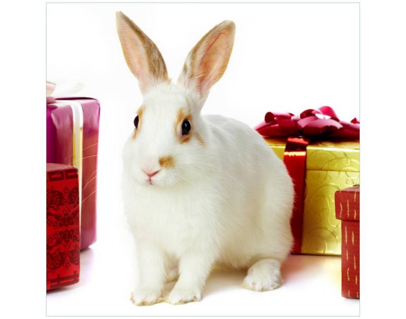 Wallario Tischplatte Süßes Kaninchen mit bunten Geschenken (1 St), für Ikea Lack Tisch geeignet von Wallario