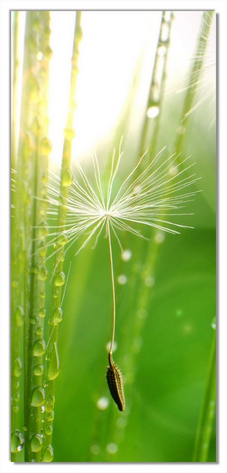 Wallario Türtapete Pusteblume Nahaufnahme, glatt, ohne Struktur von Wallario