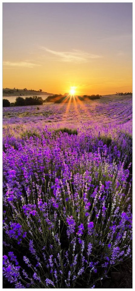 Wallario Türtapete Sonnenuntergang über dem Lavendel, glatt, ohne Struktur von Wallario