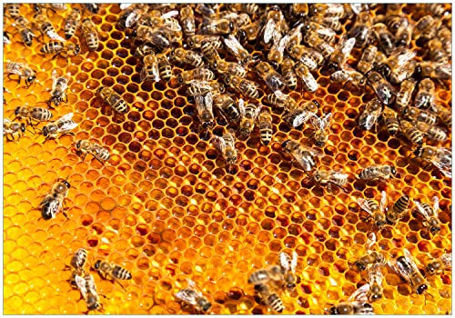 Wallario Vliestapete Fototapete Honigwaben mit Bienen - Wandtapete Größe: 200 x 140 cm von Wallario