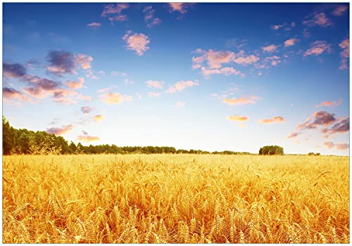 Wallario Vliestapete Fototapete Weizenfeld unter blauem Himmel - Wandtapete Größe: 300 x 210 cm von Wallario