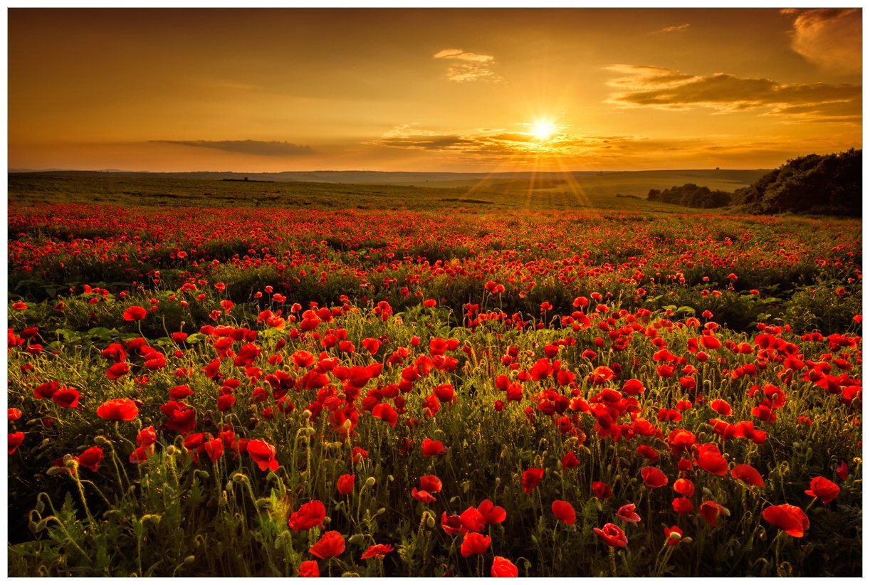 Wallario Vliestapete Mohnblumenwiese bei Sonnenuntergang am Abend, seidenmatte Oberfläche von Wallario