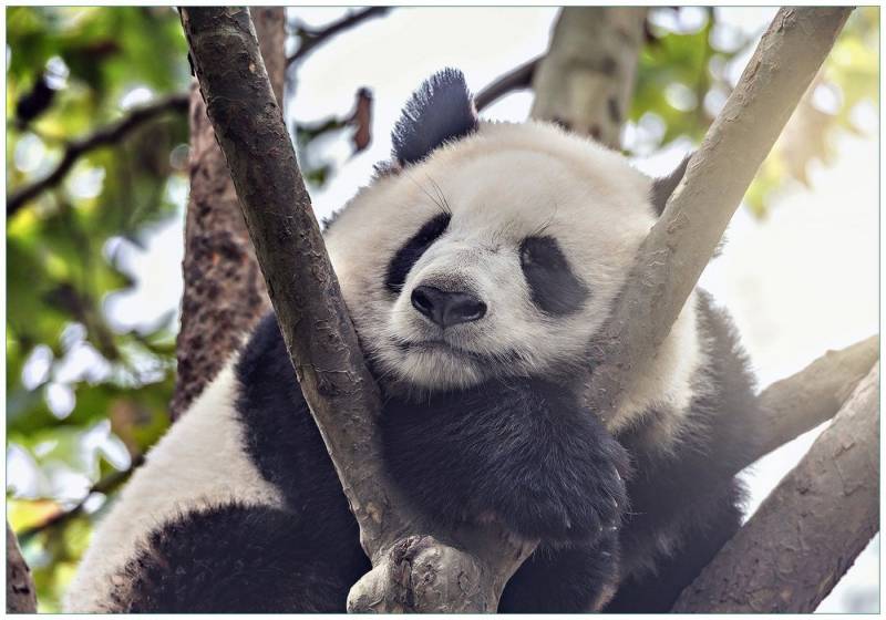 Wallario Vliestapete Schlafender Panda in einem Baum, Seidenmatte Oberfläche, hochwertiger Digitaldruck, in verschiedenen Größen erhältlich von Wallario