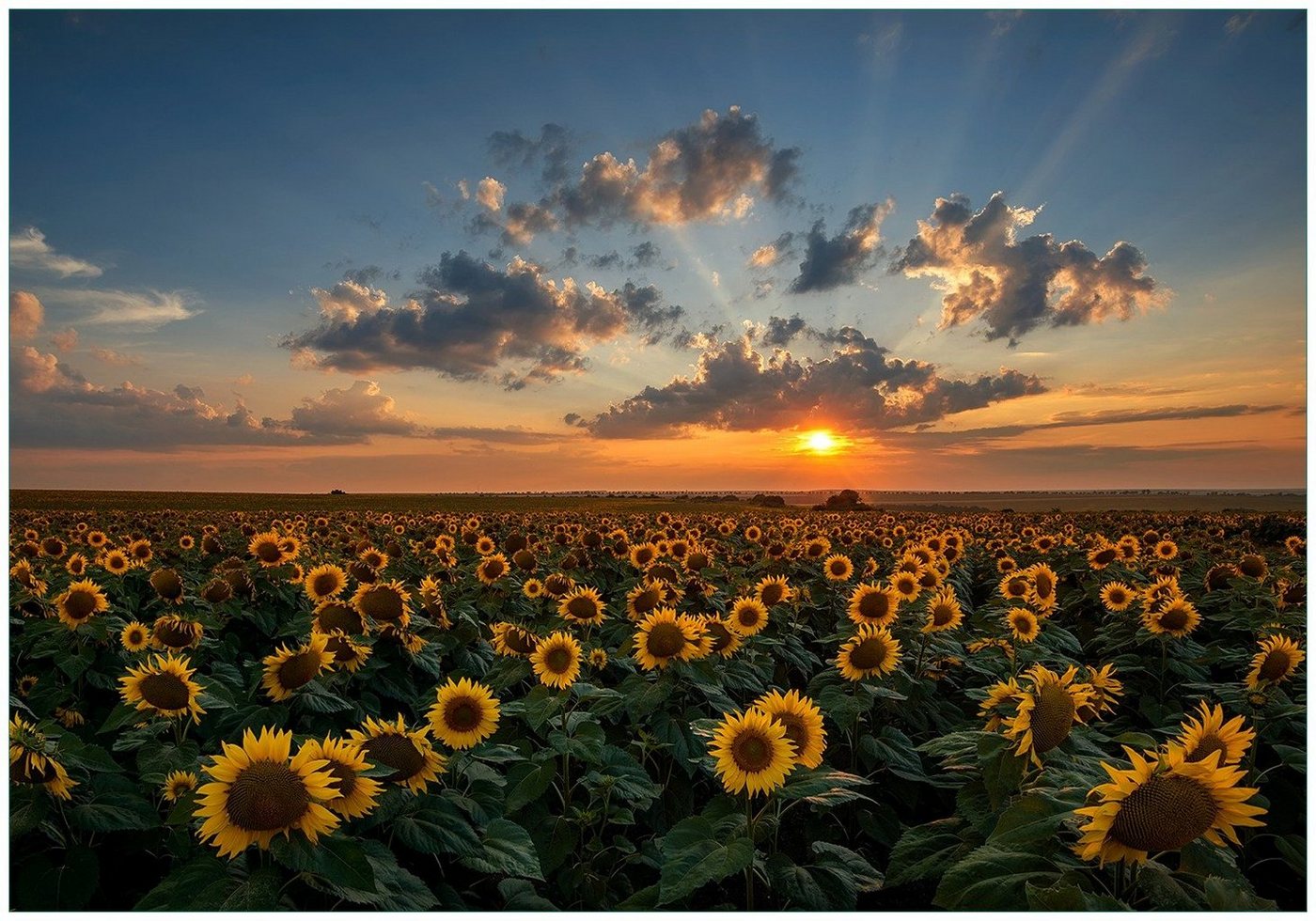 Wallario Vliestapete Sonnenblumenwiese vor Wolken mit Sonnenuntergang, Seidenmatte Oberfläche, hochwertiger Digitaldruck, in verschiedenen Größen erhältlich von Wallario