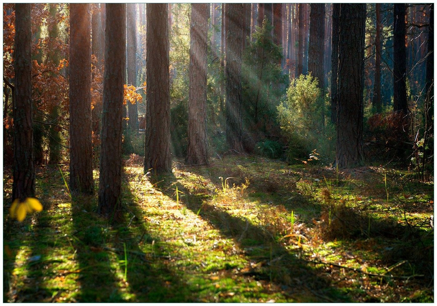 Wallario Vliestapete Sonnenstrahlen im Herbstwald, Seidenmatte Oberfläche, hochwertiger Digitaldruck, in verschiedenen Größen erhältlich von Wallario