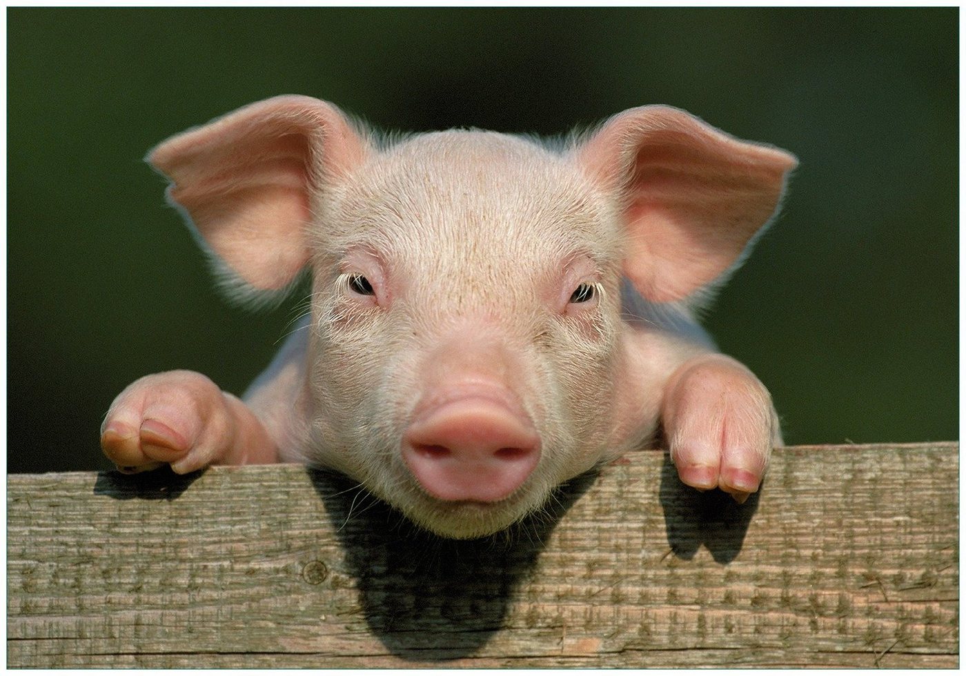 Wallario Vliestapete Süßes Ferkel auf dem Bauernhof in Nahaufnahme, Seidenmatte Oberfläche, hochwertiger Digitaldruck, in verschiedenen Größen erhältlich von Wallario