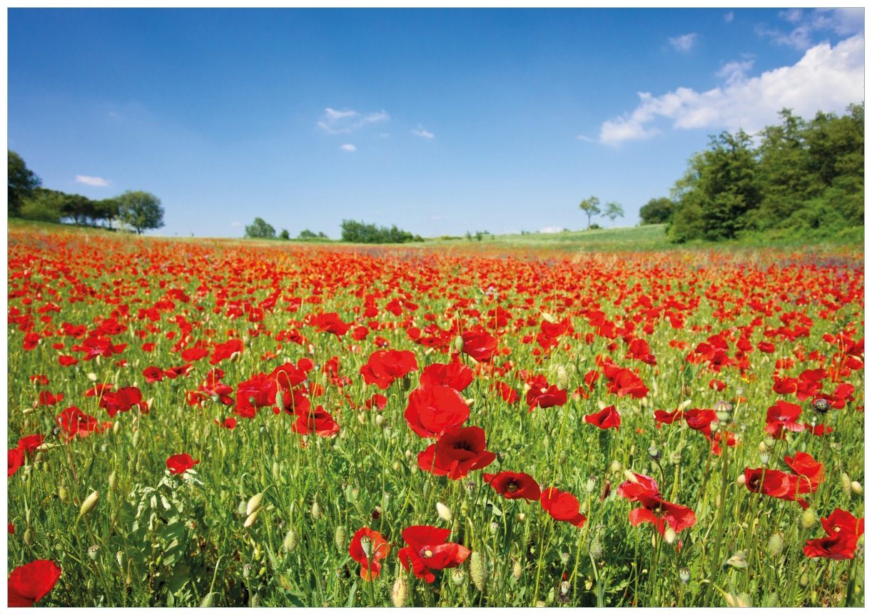 Wallario Wandbild, Mohnblumenfeld- rote Blumen unter blauem Himmel, in verschiedenen Ausführungen von Wallario