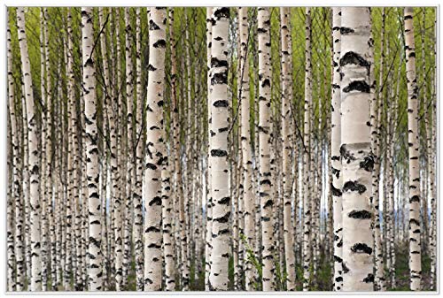 Wallario Wandbild - Birkenwald - Baumstämme in schwarz weiß in Premiumqualität, Poster mit weißem Rahmen, Größe: 61 x 91,5 cm Wallario Wandbild - Birkenwald - Baumstämme in schwarz weiß in Premiumqualität, Poster mit weißem Rahmen, Größe: 61 x 91,5 cm von Wallario