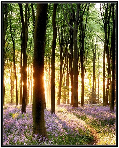 Wallario Wandbild - Blaue Hasenglöckchen im Wald mit Sonnenstrahlen in Premiumqualität, Poster mit schwarzem Rahmen, Größe: 40 x 50 cm Wallario Wandbild - Blaue Hasenglöckchen im Wald mit Sonnenstrahlen in Premiumqualität, Poster mit schwarzem Rahmen, Größe: 40 x 50 cm von Wallario