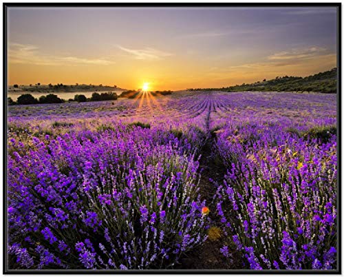 Wallario Wandbild - Sonnenuntergang über dem Lavendel in Premiumqualität, Poster mit schwarzem Rahmen, Größe: 40 x 50 cm Wallario Wandbild - Sonnenuntergang über dem Lavendel in Premiumqualität, Poster mit schwarzem Rahmen, Größe: 40 x 50 cm von Wallario