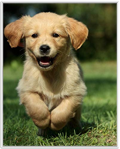 Wallario Wandbild - Süßer Hund - Golden Retriever in Premiumqualität, Poster mit weißem Rahmen, Größe: 40 x 50 cm Wallario Wandbild - Süßer Hund - Golden Retriever in Premiumqualität, Poster mit weißem Rahmen, Größe: 40 x 50 cm von Wallario