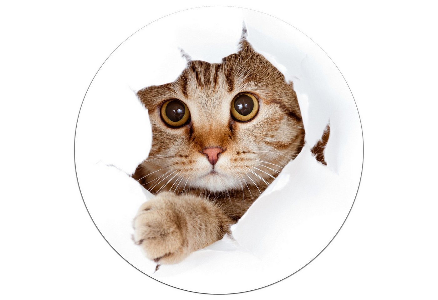 Wallario Wandfolie, Katze mit Blick nach vorn, wasserresistent, geeignet für Bad und Dusche Wallario Wandfolie, Katze mit Blick nach vorn, wasserresistent, geeignet für Bad und Dusche von Wallario
