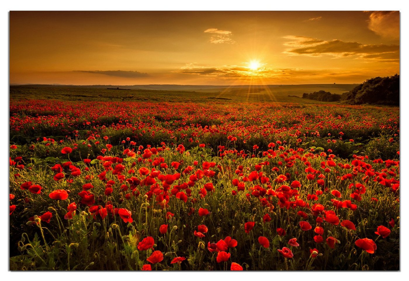 Wallario Wandfolie, Mohnblumenwiese bei Sonnenuntergang am Abend, wasserresistent, geeignet für Bad und Dusche von Wallario