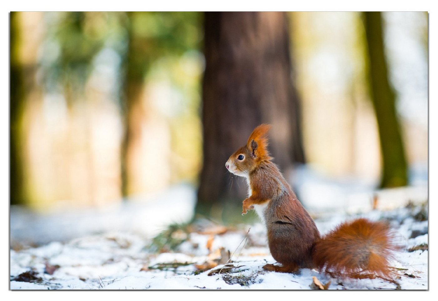 Wallario Wandfolie, Neugieriges Eichhörnchen im verschneiten Wald, wasserresistent, geeignet für Bad und Dusche von Wallario