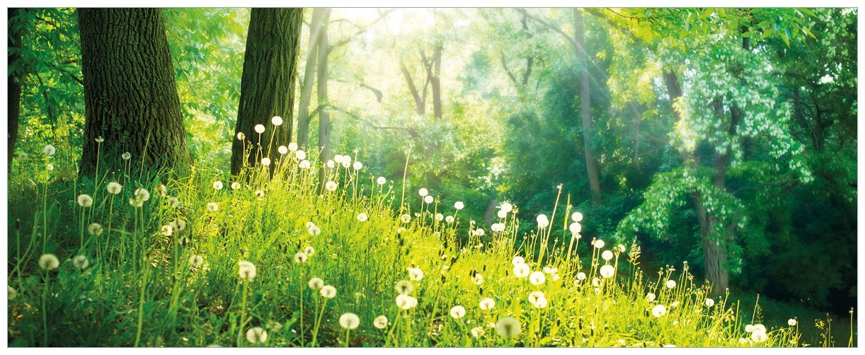 Wallario Wandfolie, Pusteblumen im Wald mit einfallenden Sonnenstrahlen, in verschiedenen Ausführungen von Wallario