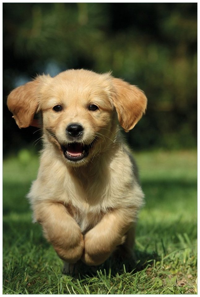 Wallario Wandfolie, Süßer Hund - Golden Retriever, in verschiedenen Ausführungen von Wallario