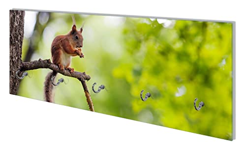 Wallario Wandgarderobe aus Glas in Größe 80 x 30 cm mit Memoboard-Funktion, Motiv: Eichhörnchen auf einem Ast | 5 Kleiderhaken zum Aufhängen von Jacken von Wallario