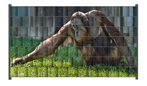 Wallario Zaun Sichtschutz Windschutz für EIN- und Doppelstabmattenzäune in der Größe Breite 2,50m x Höhe 1,40m, Motiv: Sitzender Orang-Utan im Gras Wallario Zaun Sichtschutz Windschutz für EIN- und Doppelstabmattenzäune in der Größe Breite 2,50m x Höhe 1,40m, Motiv: Sitzender Orang-Utan im Gras von Wallario