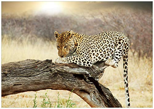 Wallario selbstklebendes Poster - Leopard auf Baumstamm in Afrika, Aufkleber in Premiumqualität, Klebefolie Größe: 70 x 100 cm (Riesenposter) von Wallario