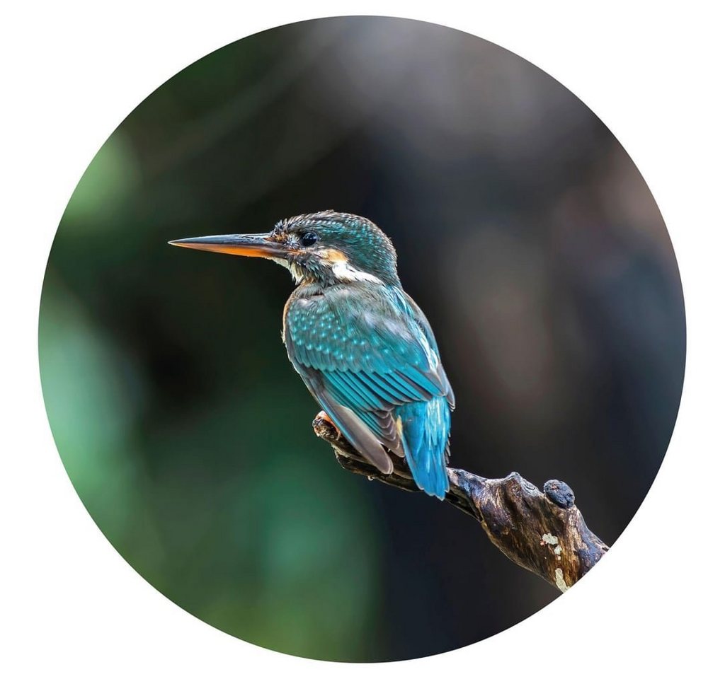 WallArt Fototapete Fototapete The Kingfisher 142,5 cm, (1 St) von Wallart